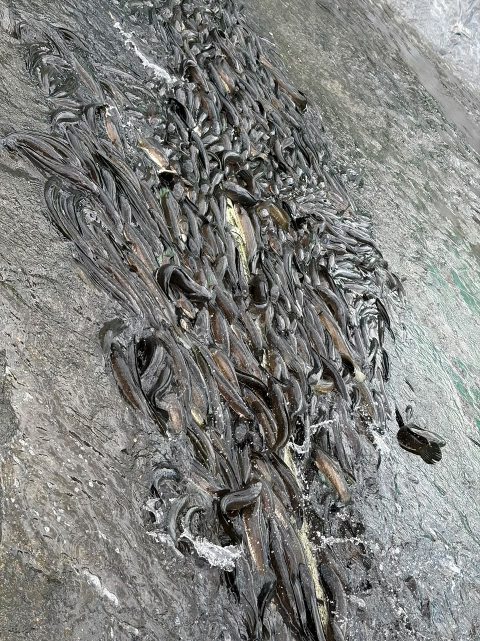 Fresh Murrel catch