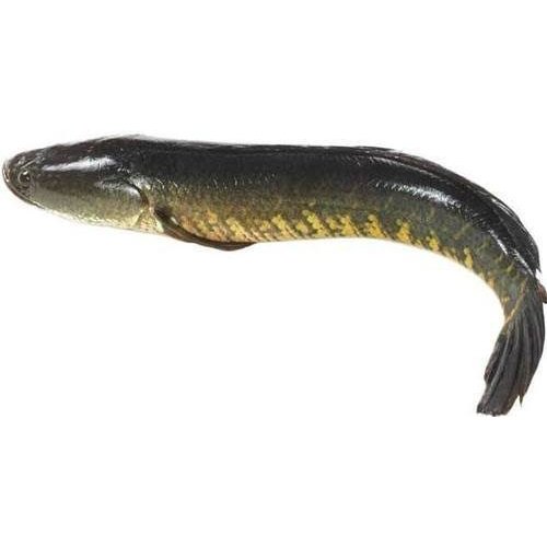 A healthy Murrel (Snakehead) fish