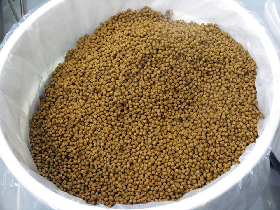 High protein fish feed